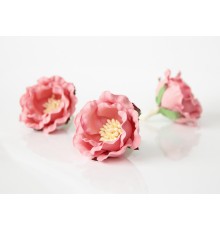Полиантовые розы "Розовоперсиковые темные", 1 шт.