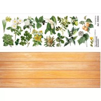 Лист с картинками 10*30 см "Заповедник. Ботаника", ScrapMania
