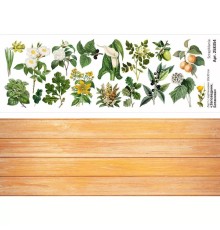 Лист с картинками 10*30 см "Заповедник. Ботаника", ScrapMania
