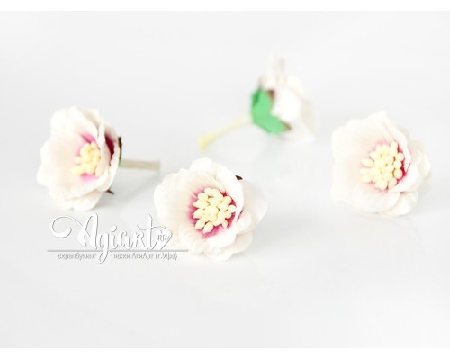 Цветок Сенполии "Белый+Фуксия в середине", 1 шт.