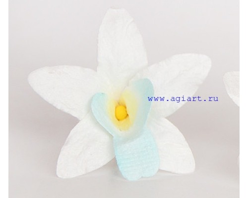 Орхидея белая с голубым, 1 шт