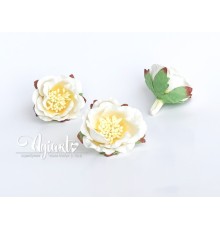Полиантовые розы "Белый+желтый в середине", 1 шт.