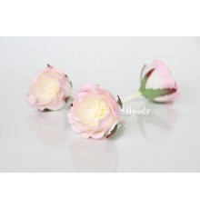Полиантовые розы "Св. розовый + белый", 1 шт.