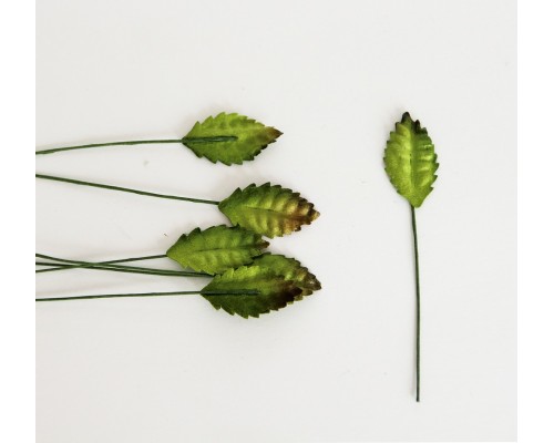 Листья зеленые  маленькие,  2,2*1,3 см., 10шт.