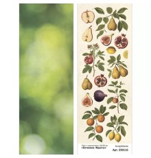 Лист с картинками 10х30 см "Ботаника. Фрукты", ScrapMania