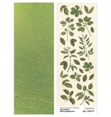 Лист с картинками 10х30 см "Ботаника. Ветки деревьев", ScrapMania