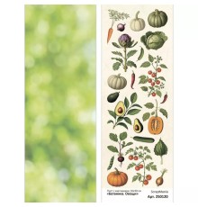 Лист с картинками 10х30 см "Ботаника. Овощи", ScrapMania