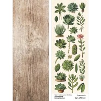Лист с картинками 10х30 см "Ботаника. Суккуленты", ScrapMania
