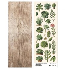Лист с картинками 10х30 см "Ботаника. Суккуленты", ScrapMania