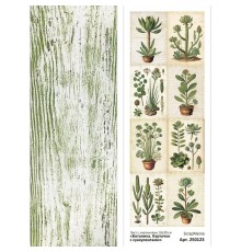 Лист с картинками 10х30 см "Ботаника. Карточки с суккулентами", ScrapMania