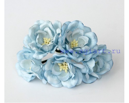 Магнолии голубые, 5 шт.