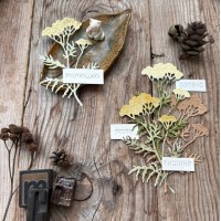 Набор ножей для вырубки "Пижма" от Mimicut