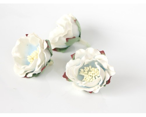 Полиантовые розы "Белый+голубой в середине", 1 шт.