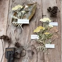 Набор ножей для вырубки "Пижма" от Mimicut